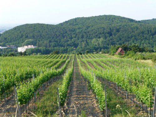 Pavelka